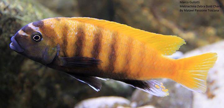 Maylandia sp. 'zebra gold' Charo